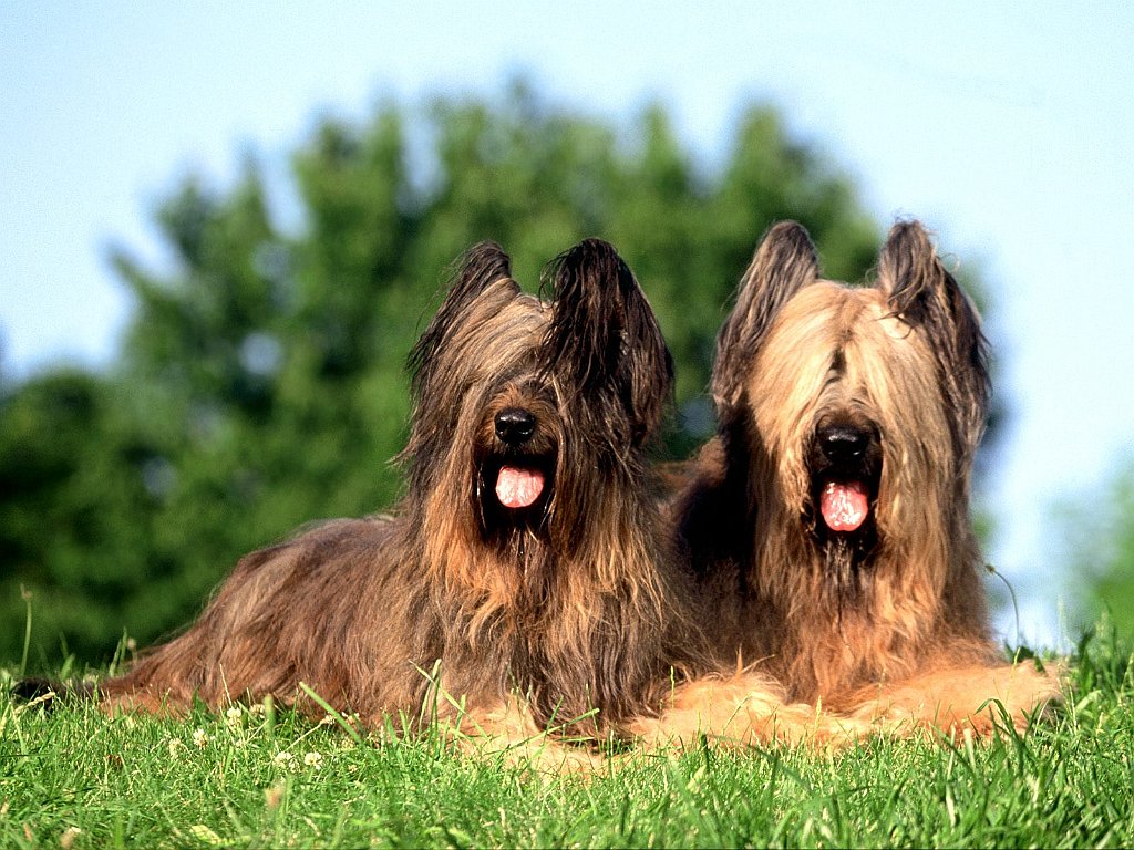 In Need of a Trim, Briard
